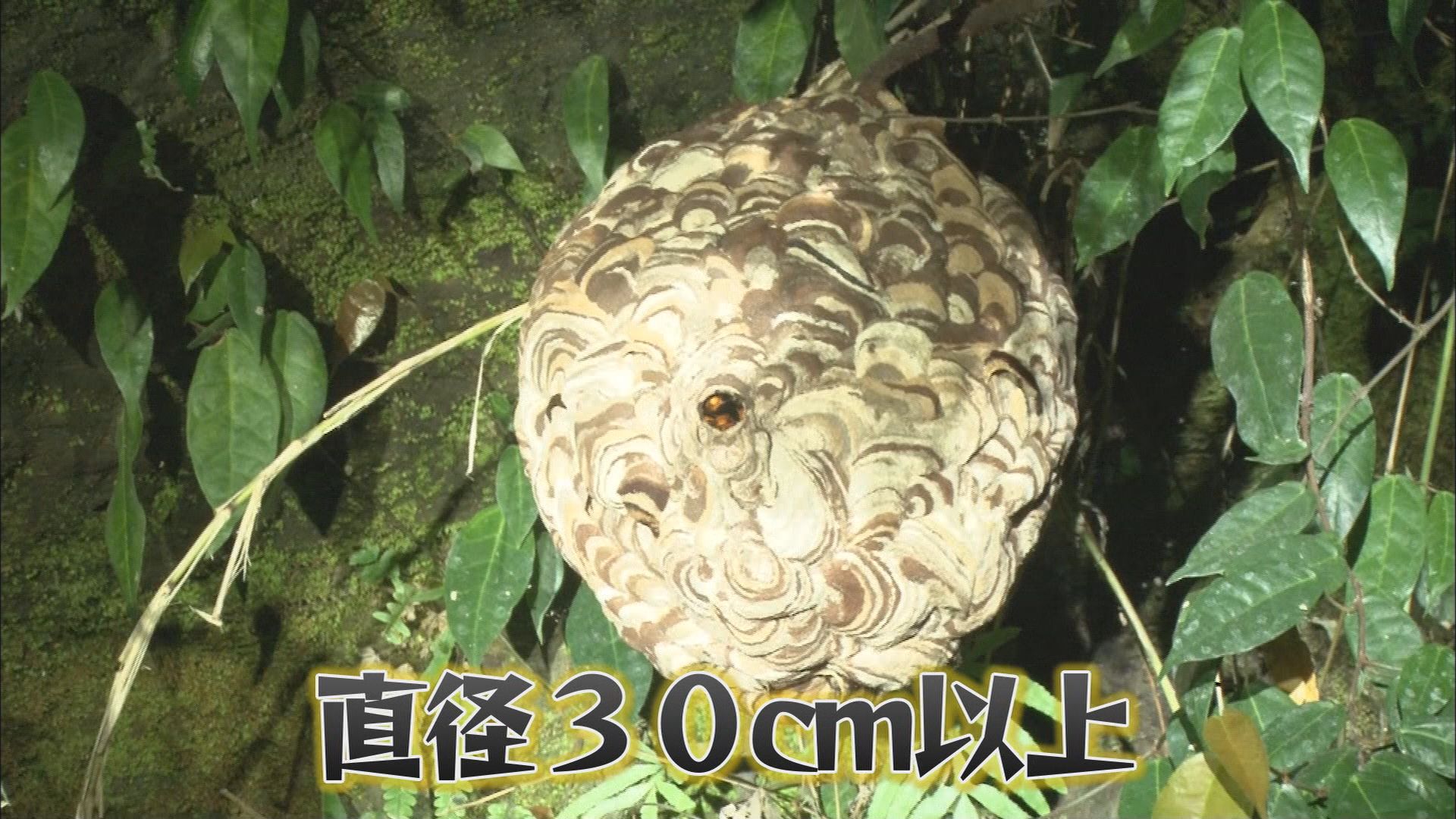 大きな巣が