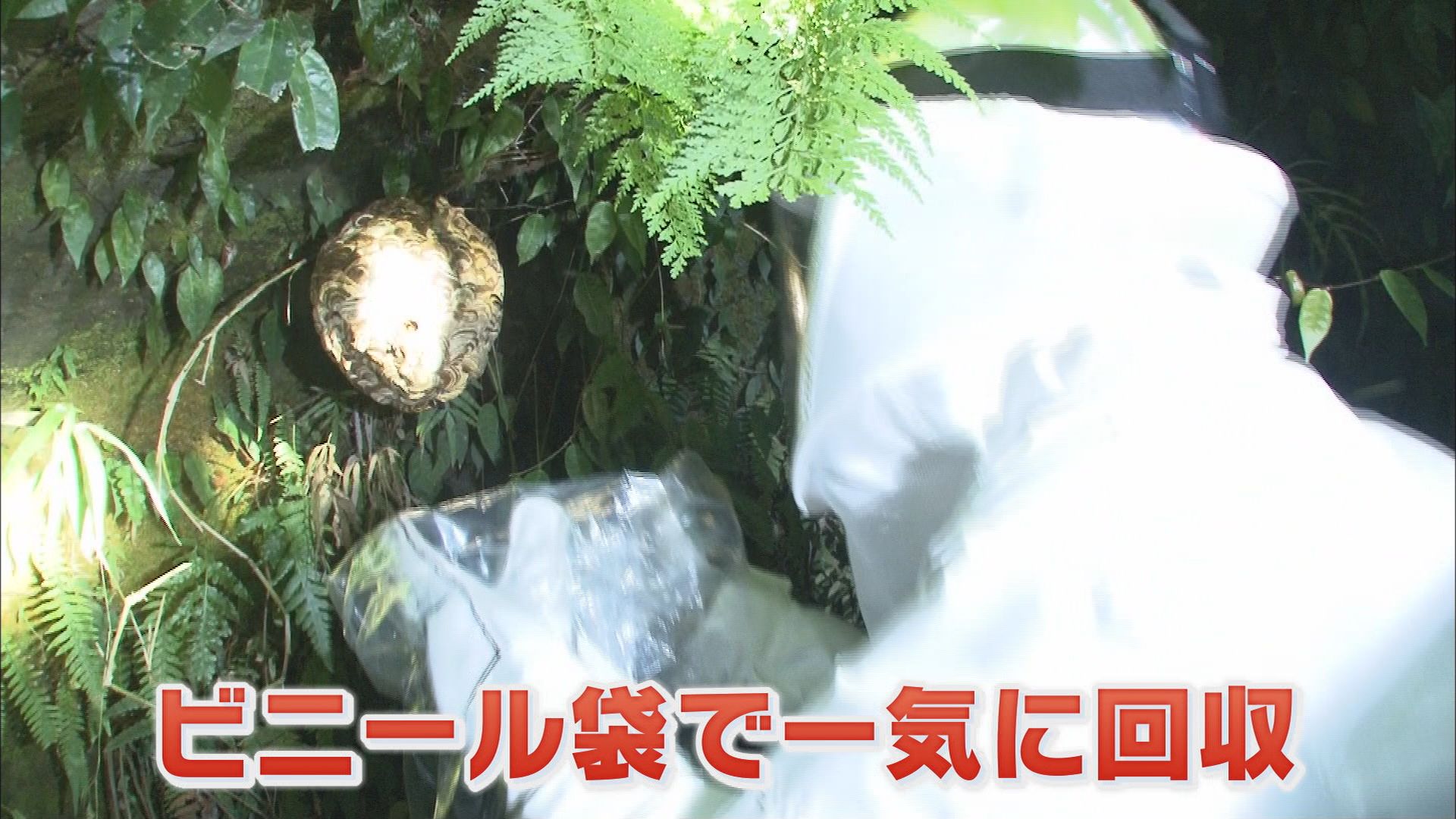 ビニール袋で巣を一気に回収