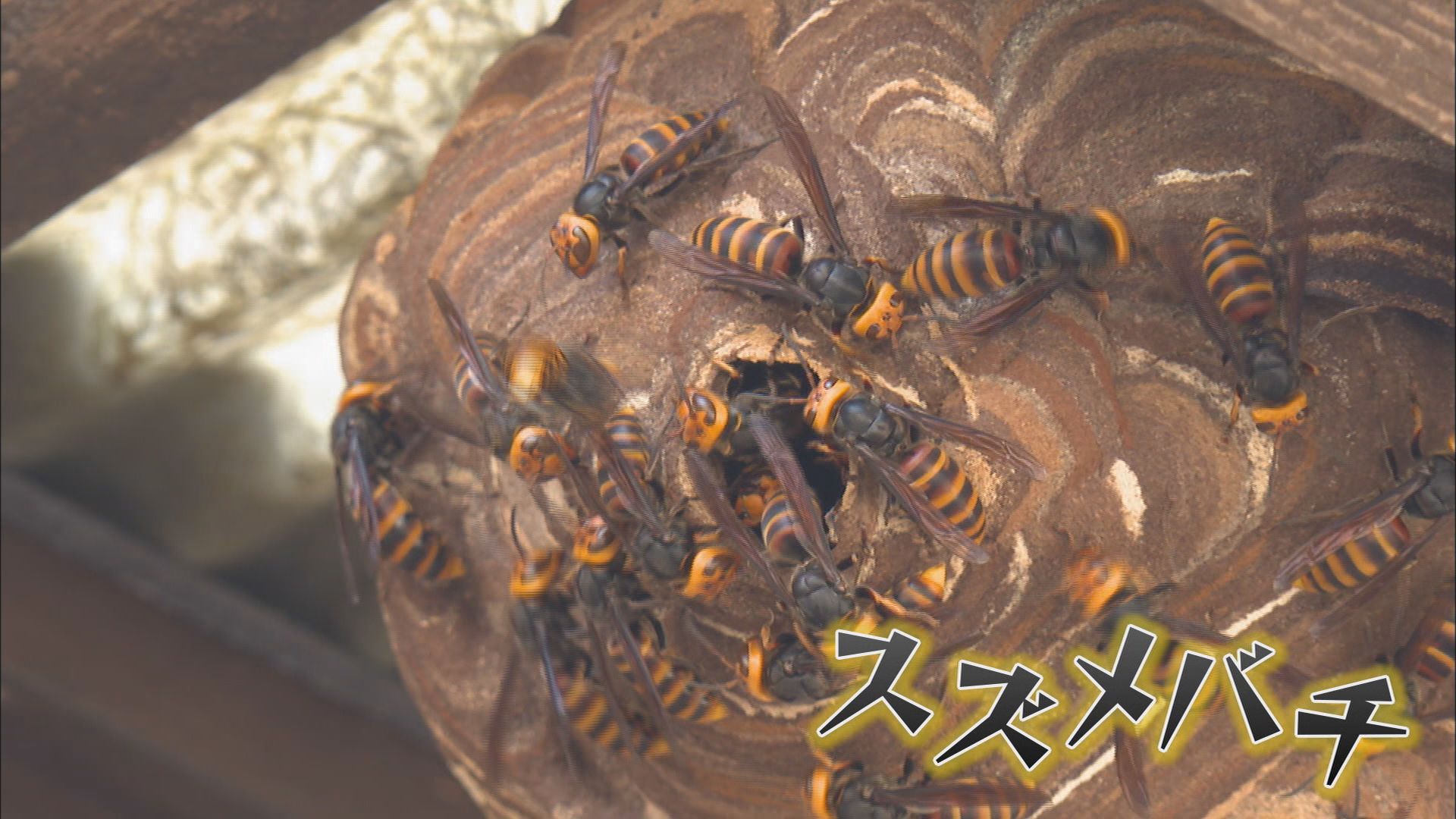 スズメバチ